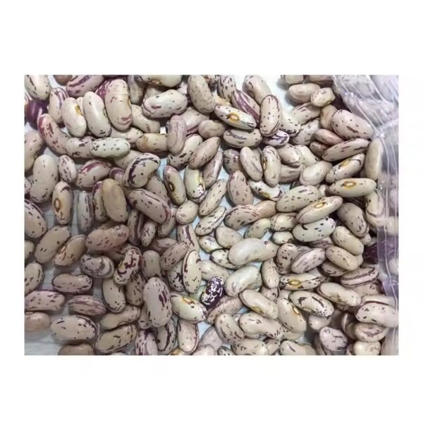 Kidney Beans Supplier