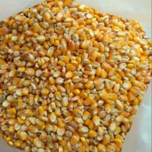 Yellow Corn for Wholesale